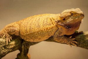 German Giant Bearded Dragons (немецкий гигантский дракон)