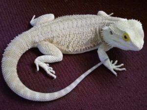 Leucistic (леуцисты)