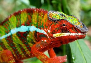 Пантеровый хамелеон (Furcifer pardalis)