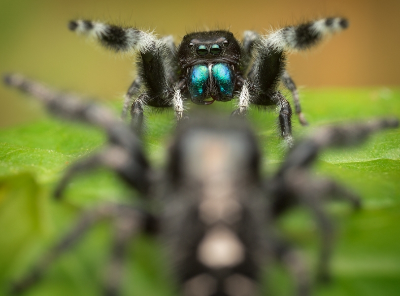 Паук скакун виды. Phidippus Audax (паук-скакун). Гималайский паук-скакун. Phidippus Audax яд.