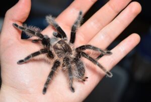 Brachypelma albopilosum