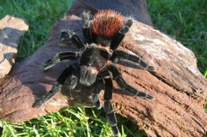 Brachypelma vagans