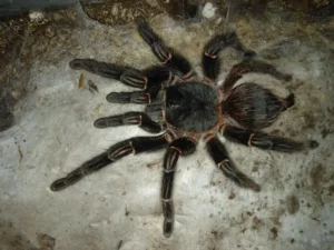 Lasiodora parahybana