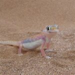 Намибийский пустынный геккон