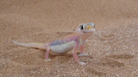 Намибийский пустынный геккон