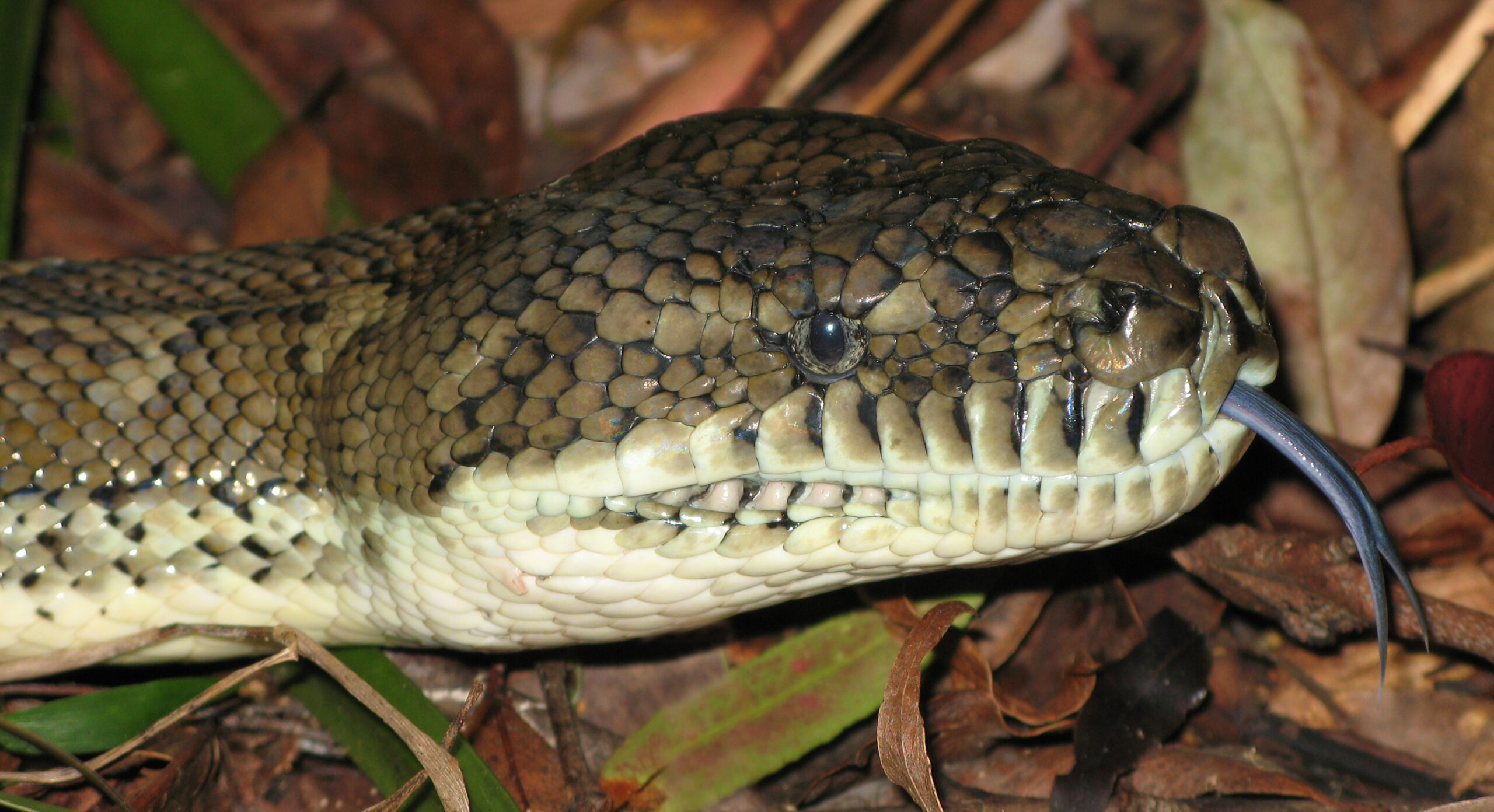 Язык змеи и термометр. Morelia spilota mcdowelli. Morelia spilota змея. Ковровый питон. Язык ящерицы раздвоенный.