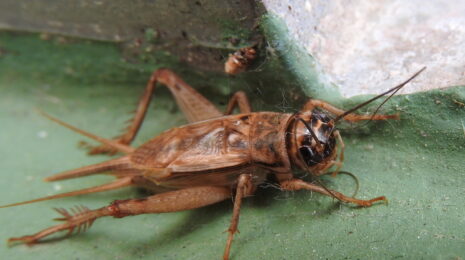 Acheta domesticus