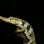 Миниатюра к http://Anolis%20proboscis