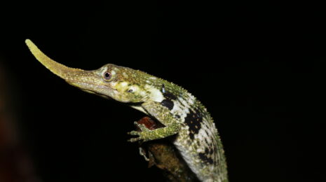 Anolis proboscis