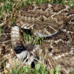 Crotalus