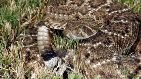 Crotalus