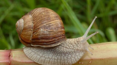 Helix pomatia