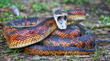 Pantherophis obsoletus