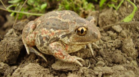 Pelobates fuscus