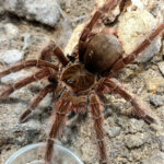 Theraphosa blondi