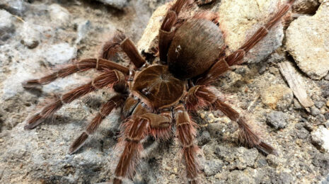 Theraphosa blondi