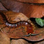 Scolopendra