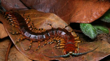 Scolopendra