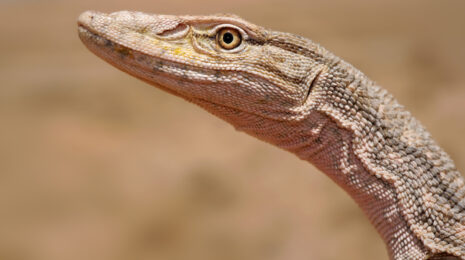 Varanus griseus